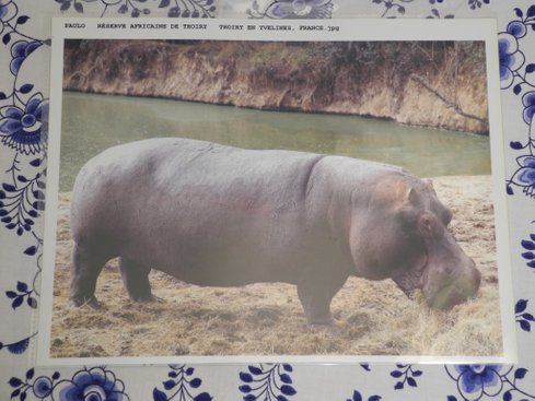 Hippopotamus Plate