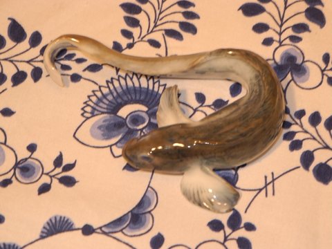 Kondrup conger eel