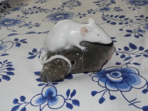 Mouse on Fishhead